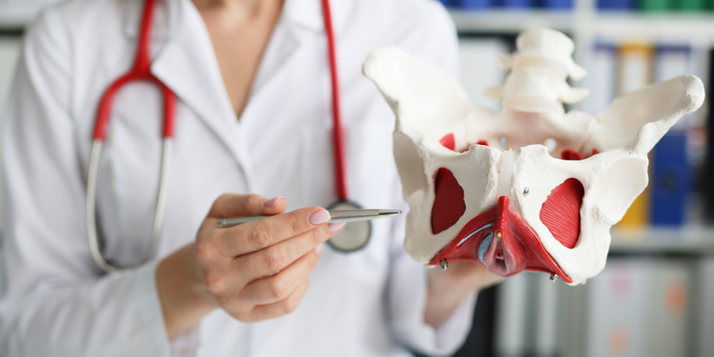 Médecin qui montre l'anatomie d'un périnée hypertonique
